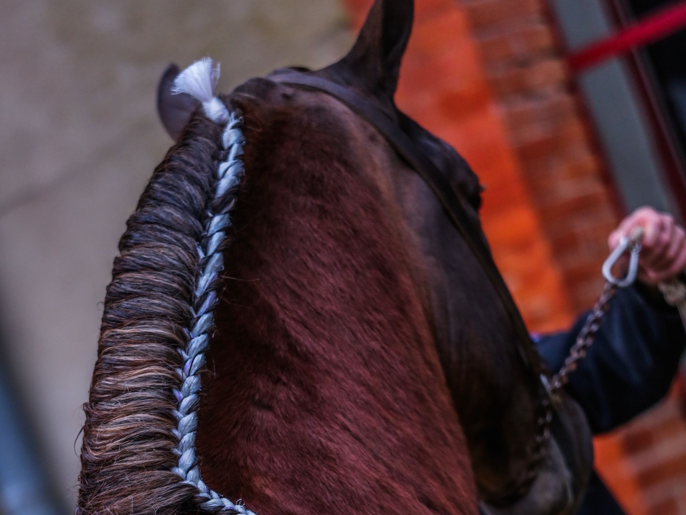 Approbations au Haras National d’Hennebont﻿