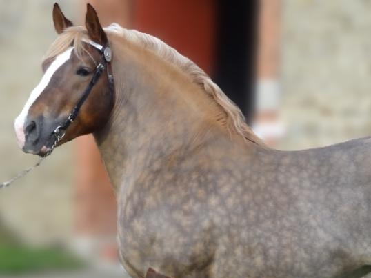 ASSEMBLEE GENERALE FRANCE GENETIQUE CHEVAL BRETON