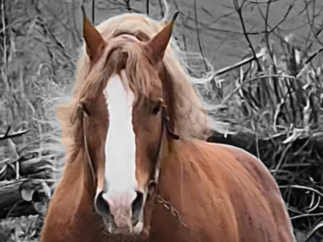 3 ETALONS disponibles à la location Saison 2026