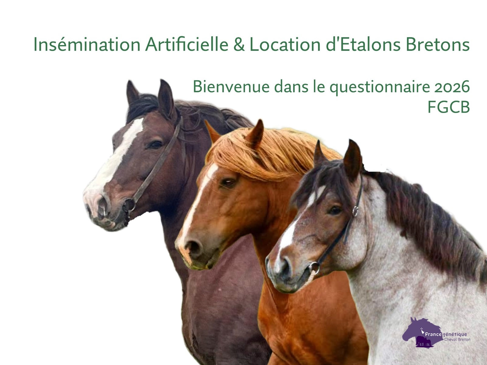 Passionnés du cheval breton : votre avis compte !
