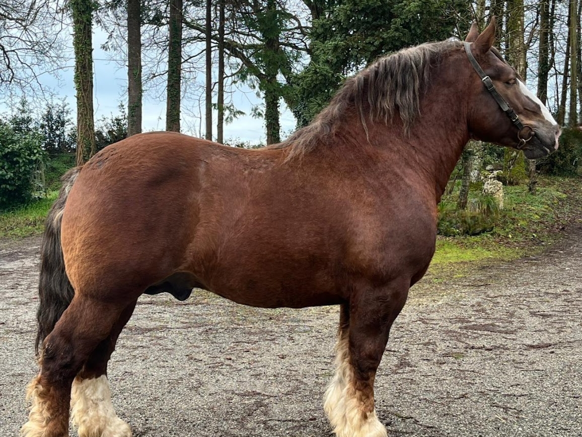 Pour la saison en cours, FGCB propose deux étalons...